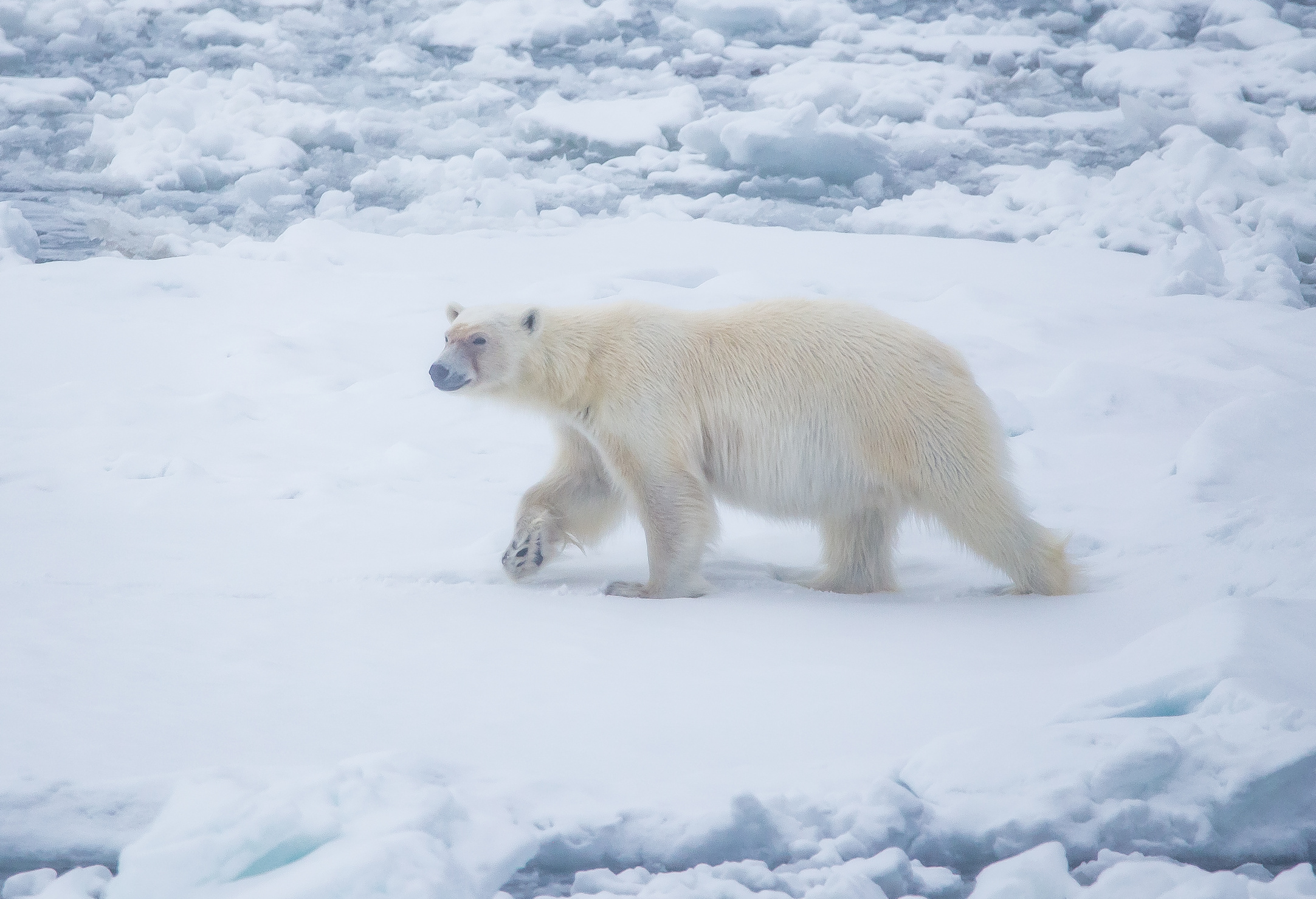 Arctic Norway Polar Bear