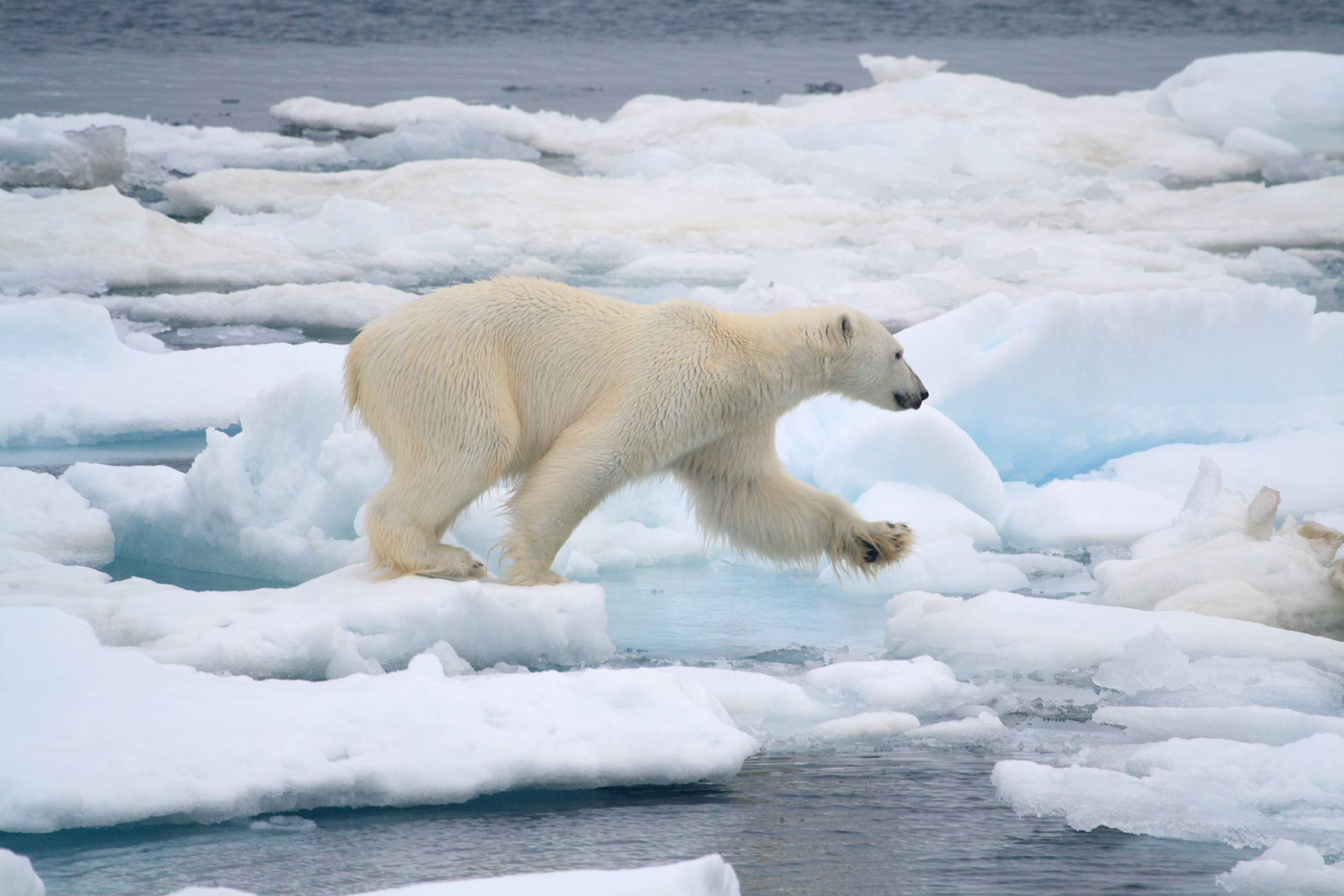 Jumping Polar Bear